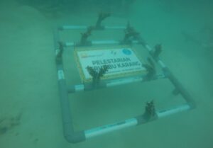 Bukit Asam Konservasi Terumbu Karang