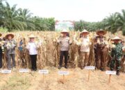 Panen Jagung Dukung Swasembada Pangan Nasional
