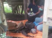 Penemuan Kerangka Manusia di Pondok Kebun Karet, Gegerkan Warga Sungai Lilin