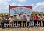 Dukung Ketahanan Pangan, Pemkab dan Polres Banyuasin Panen Jagung Serentak di Tanjung Lago