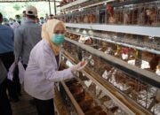 Dorong Daya Saing Produk Peternakan, Banyuasin dan Pemprov Sumsel Luncurkan Sertifikasi Unggas Petelur Bebas Residu