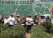 Dandim 0430/BA dan Bupati Banyuasin Panen Cabai di Kompi Produksi Kodim