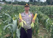 Polres Muratara Panen Jagung Manis di Kebun Mako