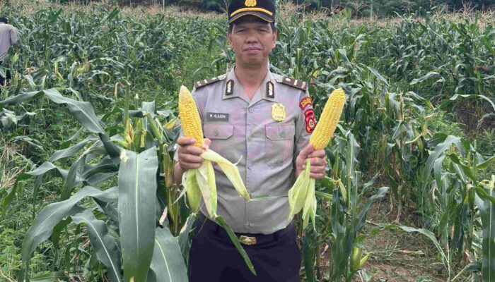 Polres Muratara Panen Jagung Manis di Kebun Mako