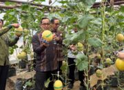Panen Melon 2,5 Ton di Lapas Banyuasin, Warga Binaan Didorong Mandiri Pangan
